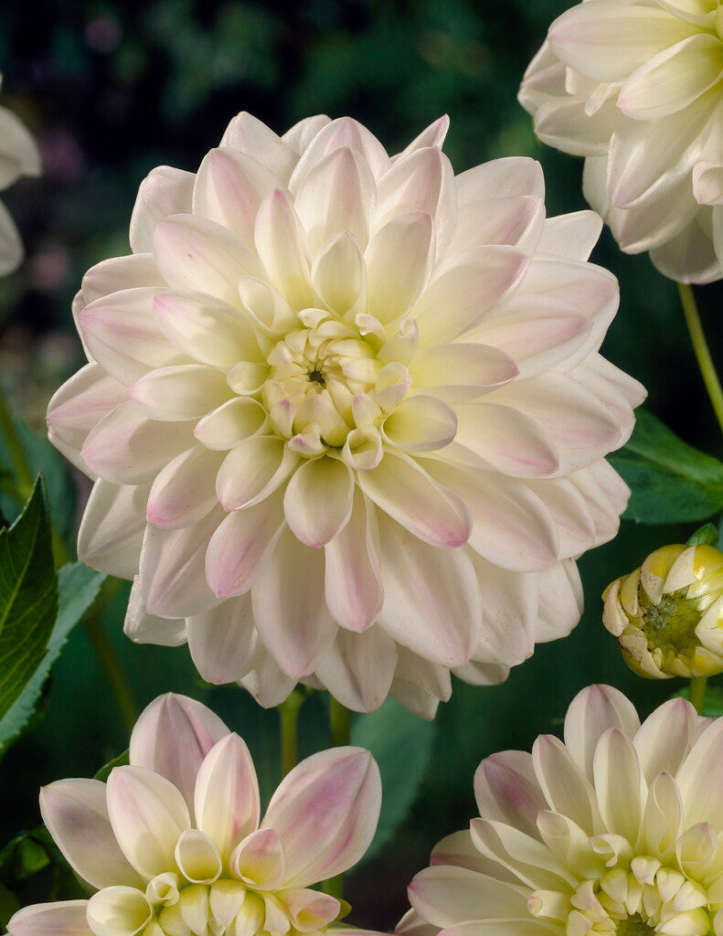 Dahlia Border Wittem 1-pakk
